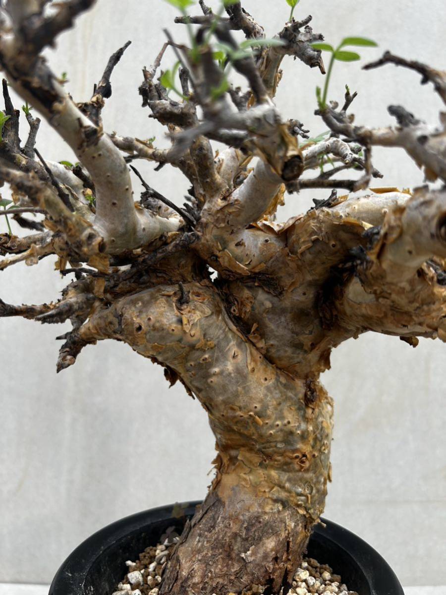 SALE！希少 コミフォラ フォリアセア 現地株 現地球 灌木 山中勇人