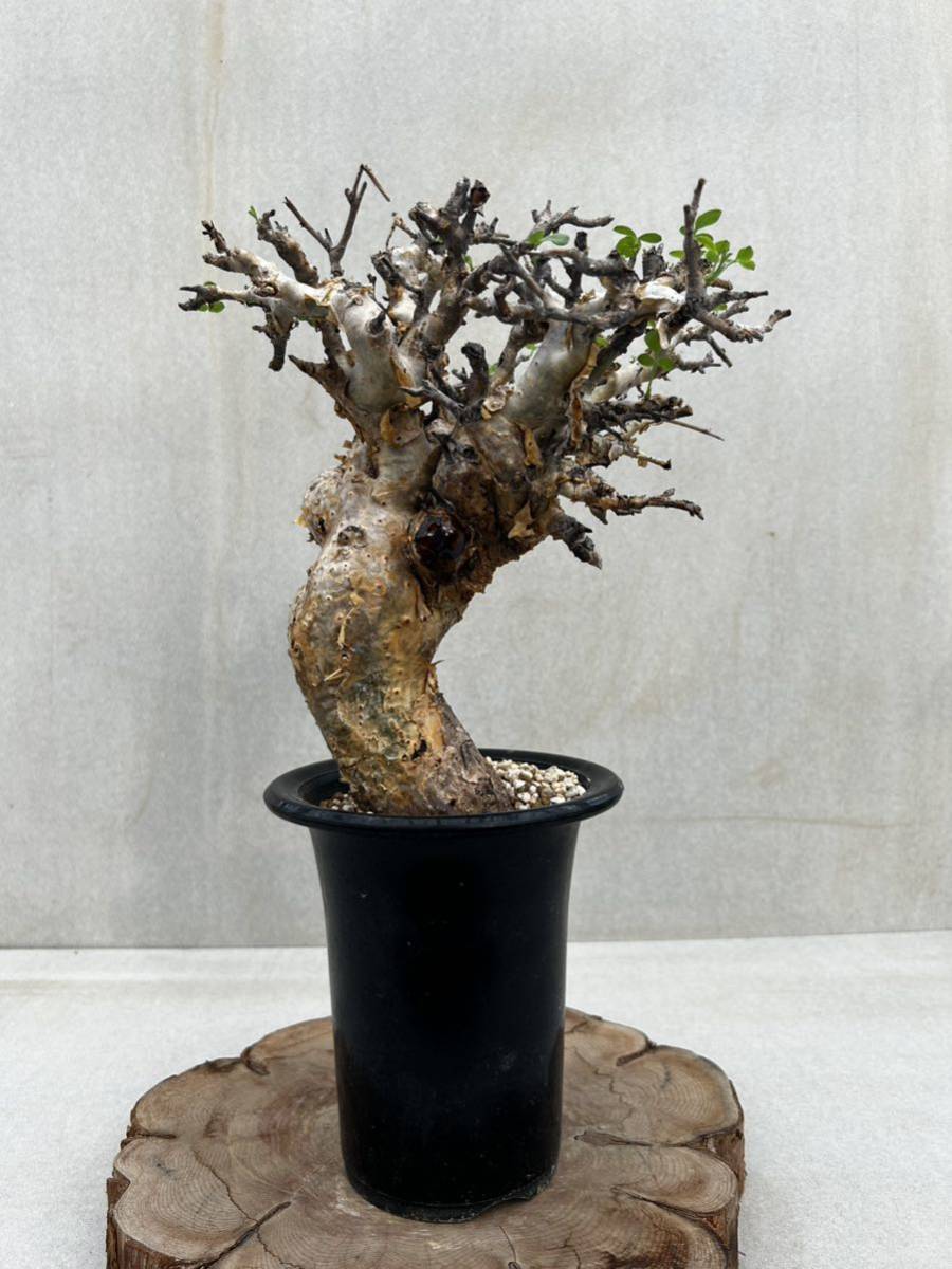 SALE！希少 コミフォラ フォリアセア 現地株 現地球 灌木 山中勇人