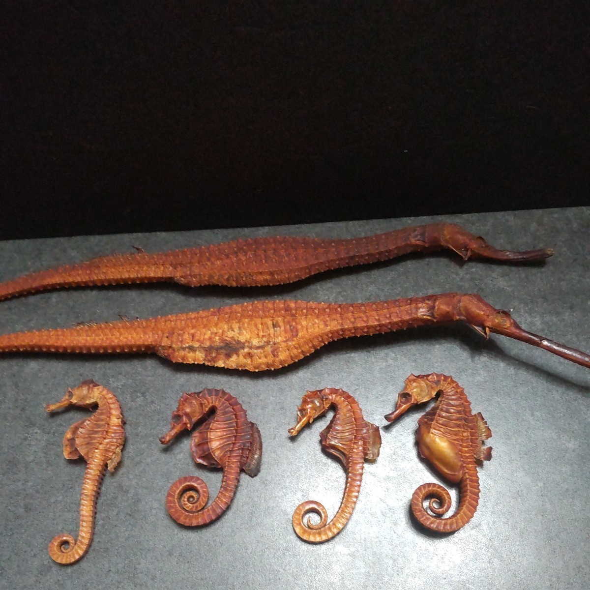 新品天然珊瑚サンゴ 剥製 タツノオトシゴ 貝殻 ヒトデ 2kg以上 天然