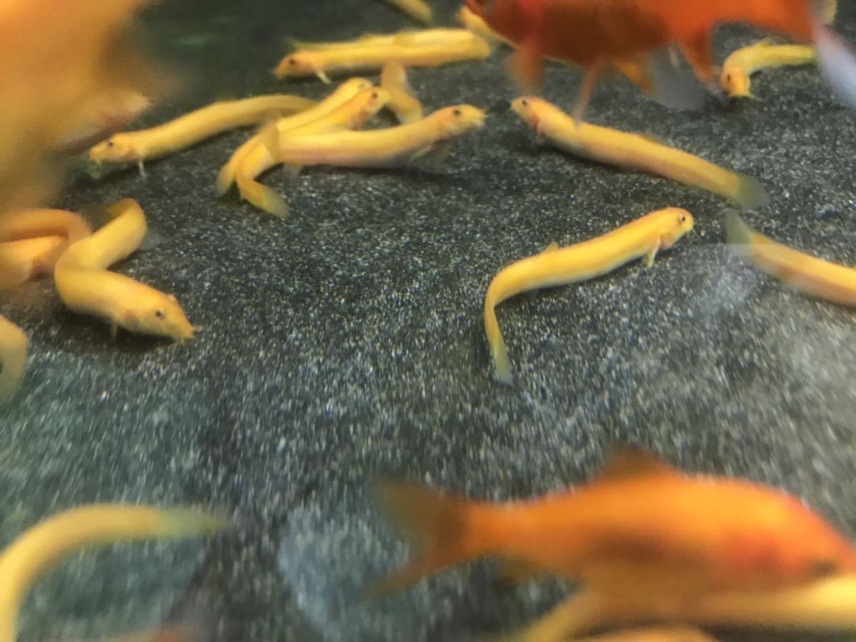 ヒドジョウ 4匹(約5センチ)金魚 メダカ 水槽の掃除屋 混泳魚 どじょう 