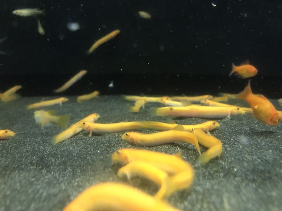 ヒドジョウ 4匹(約5センチ)金魚 メダカ 水槽の掃除屋 混泳魚 どじょう 