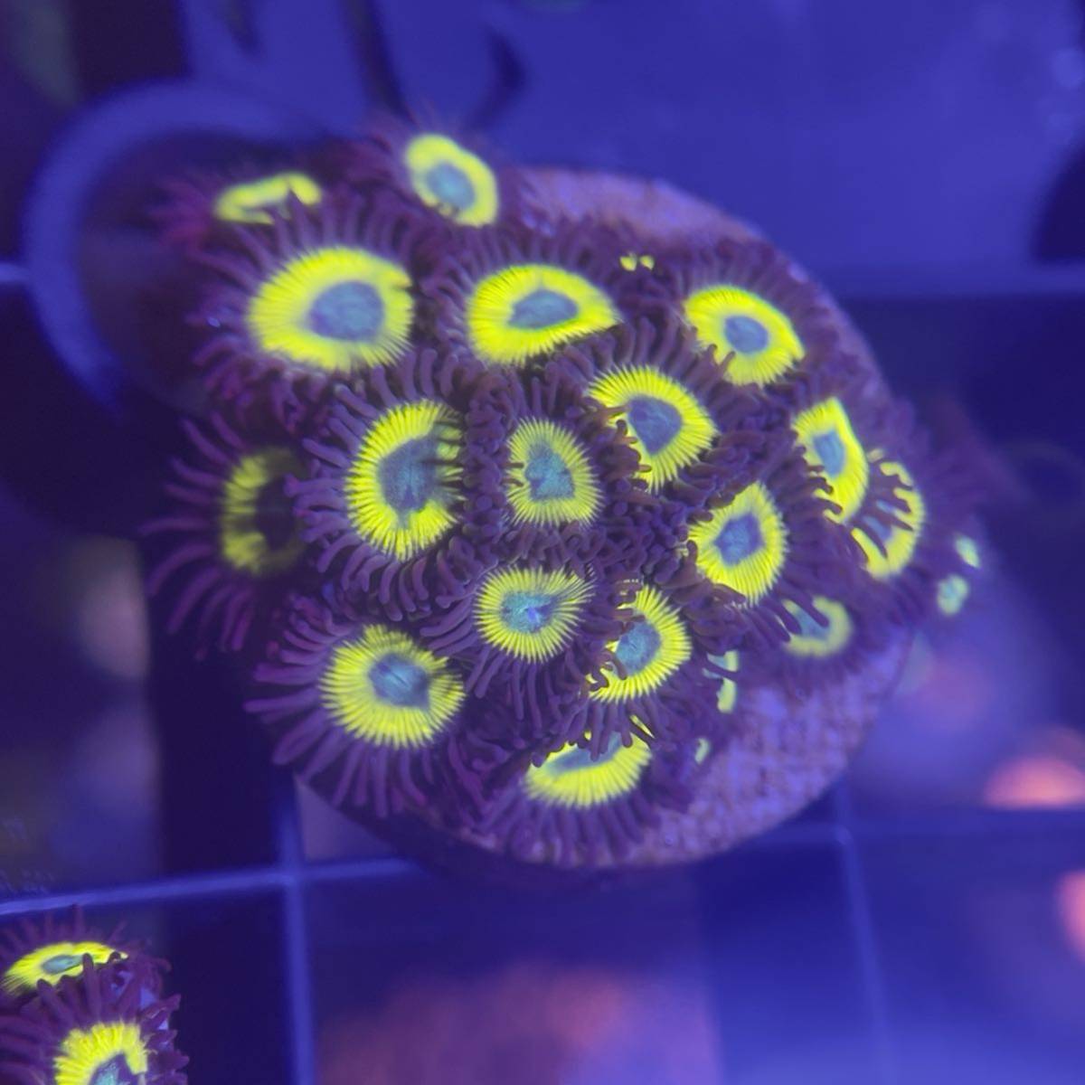 マメスナ マメスナ USA イエローサブマリンYELLOW SUBMARINE USA イエローサブマリンYELLOW SUBMARINE