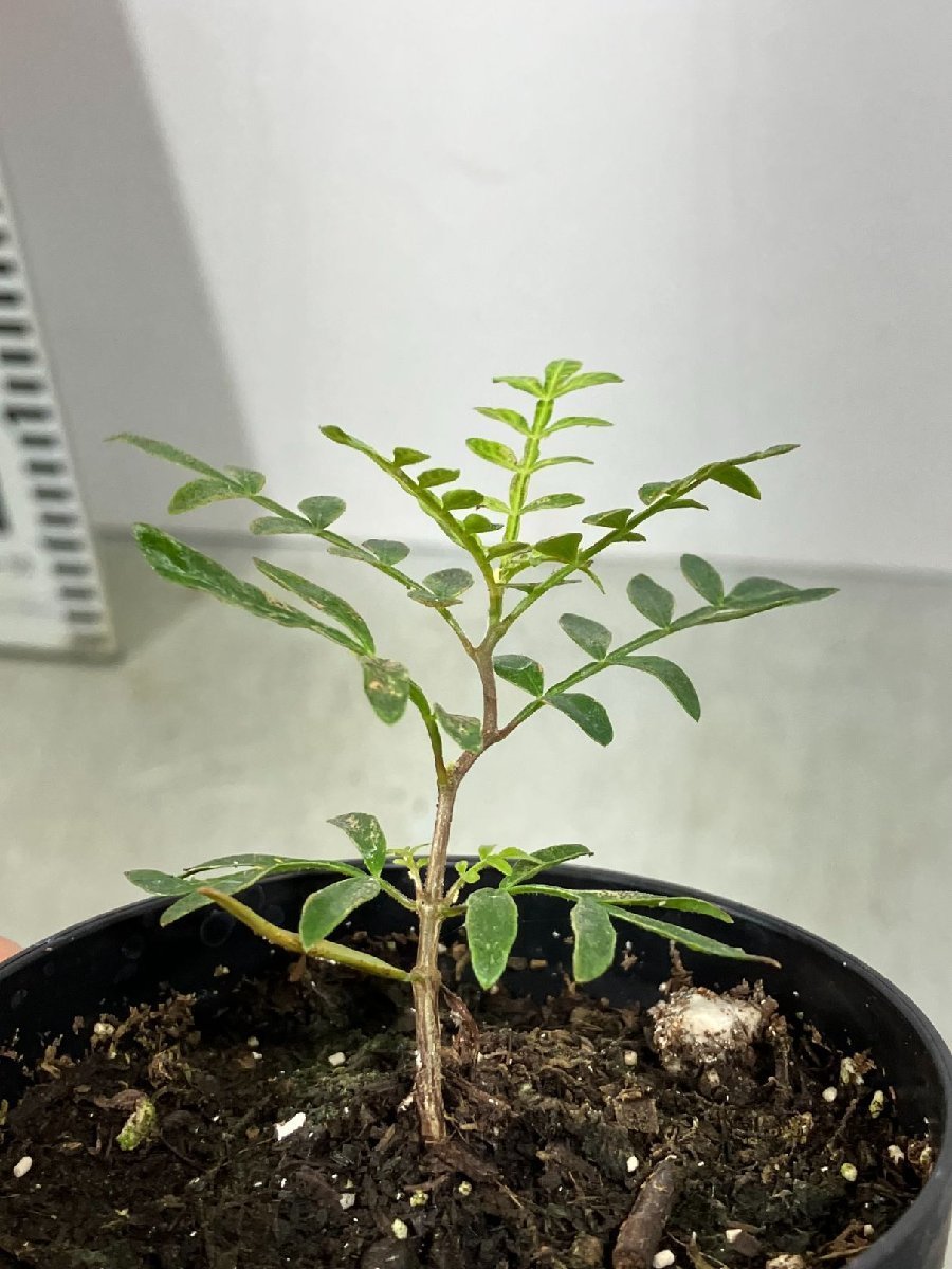 ク550 「実生」オペルクリカリア　ヒファエノイデス【種から発芽・Operculicarya hyphaenoides・塊根植物】