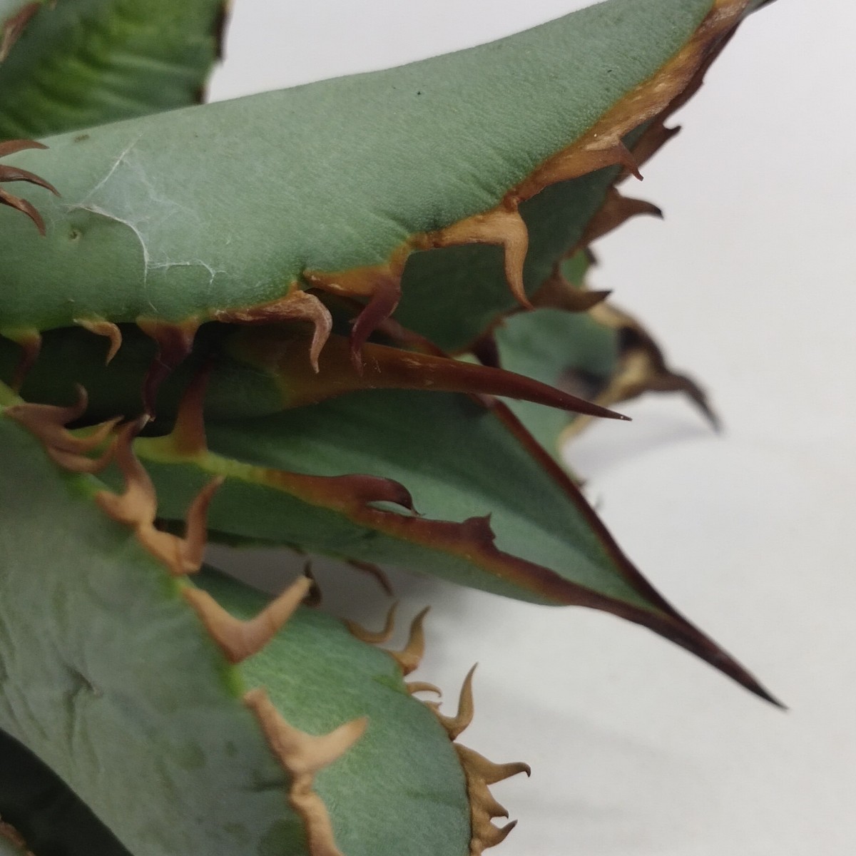 アガベ チタノタ オテロイ 緑犀牛 強刺 14 管理No.43311666アガベ