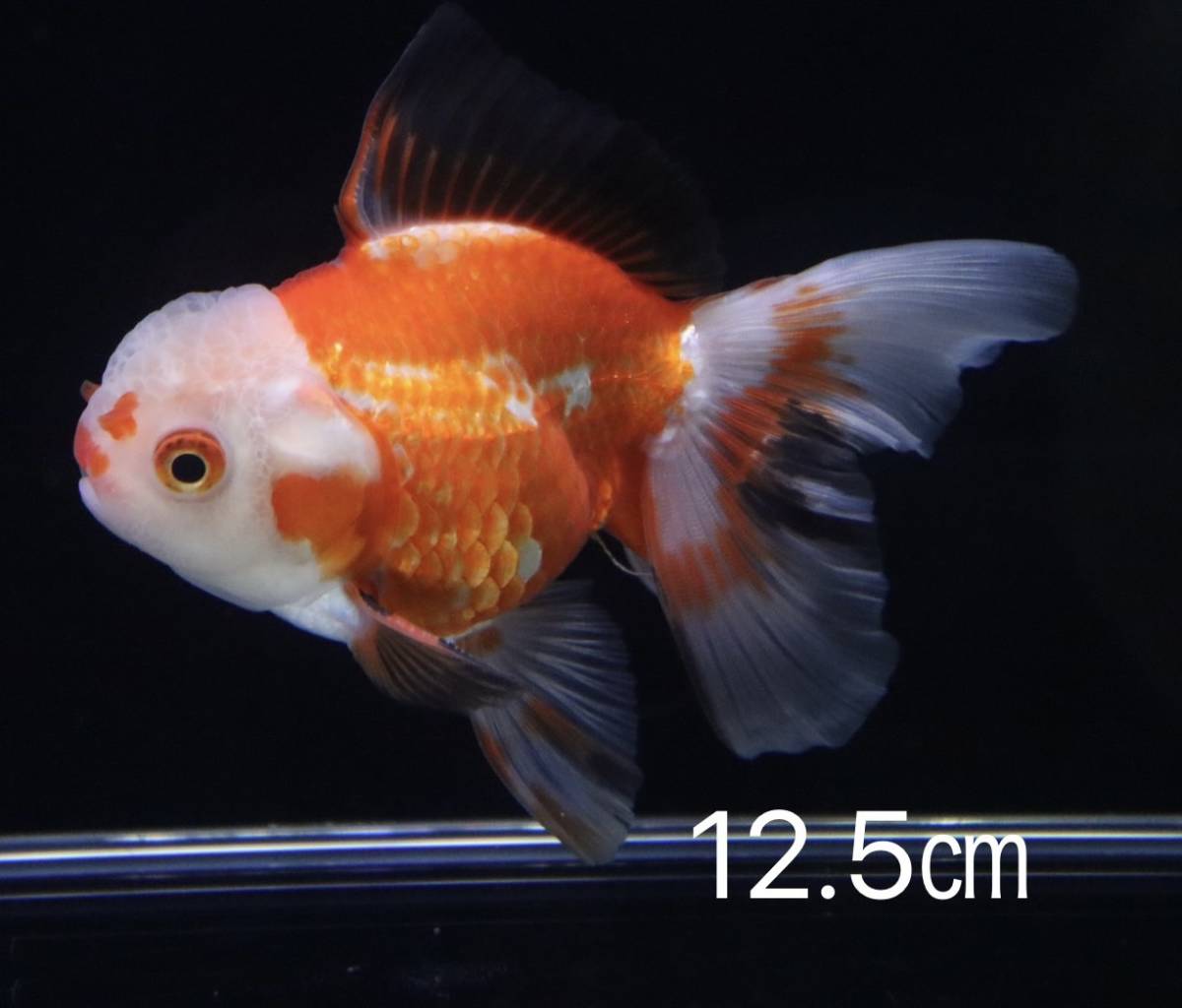 オランダ獅子頭ローズテール三色トリカラ　12．５㎝　追星なし　同胞可能２〜４匹！！金魚のサイズによってはワンサイズ上がります