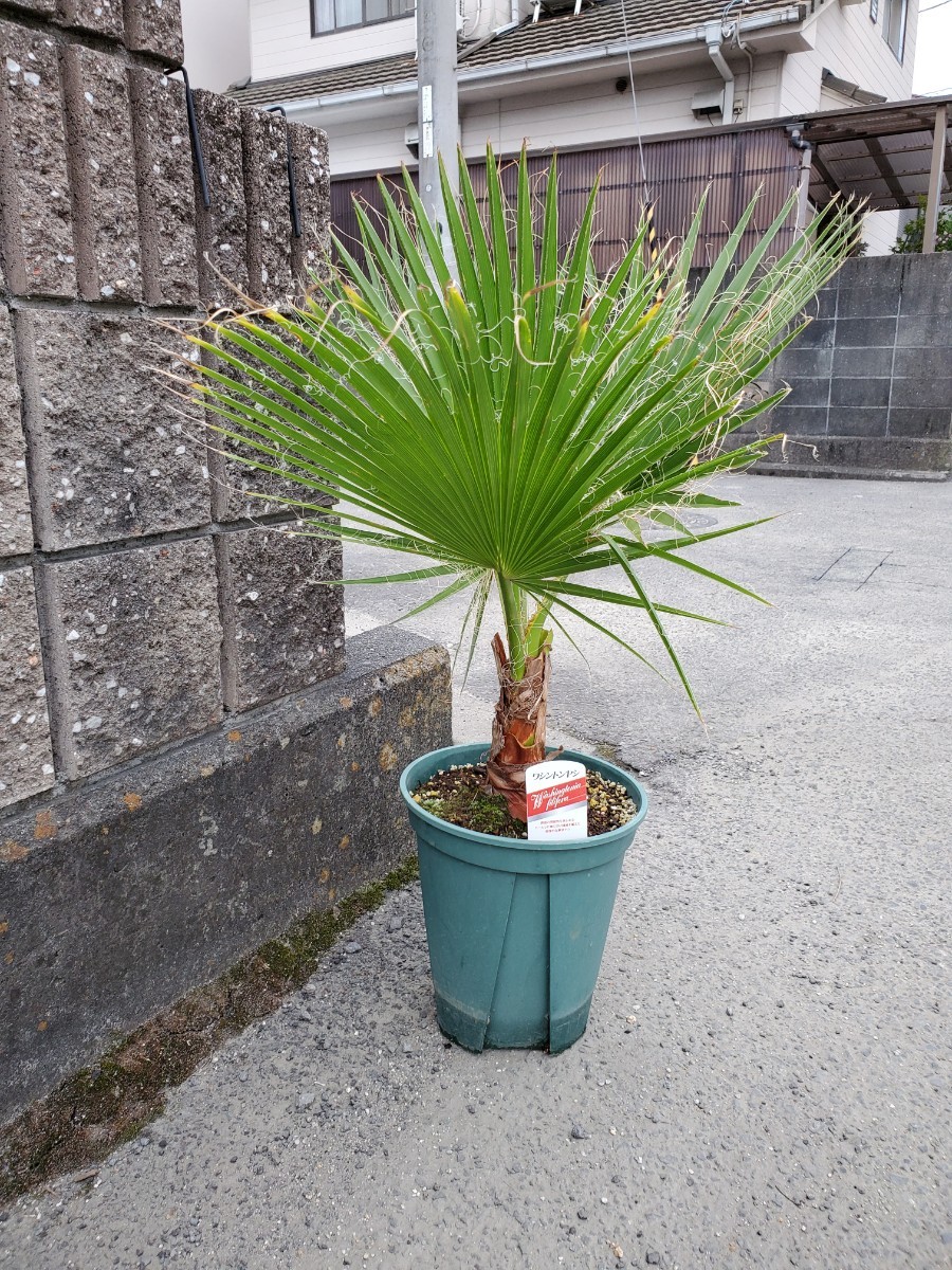 ワシントンヤシ 花、園芸 ヤシ 【公式通販】