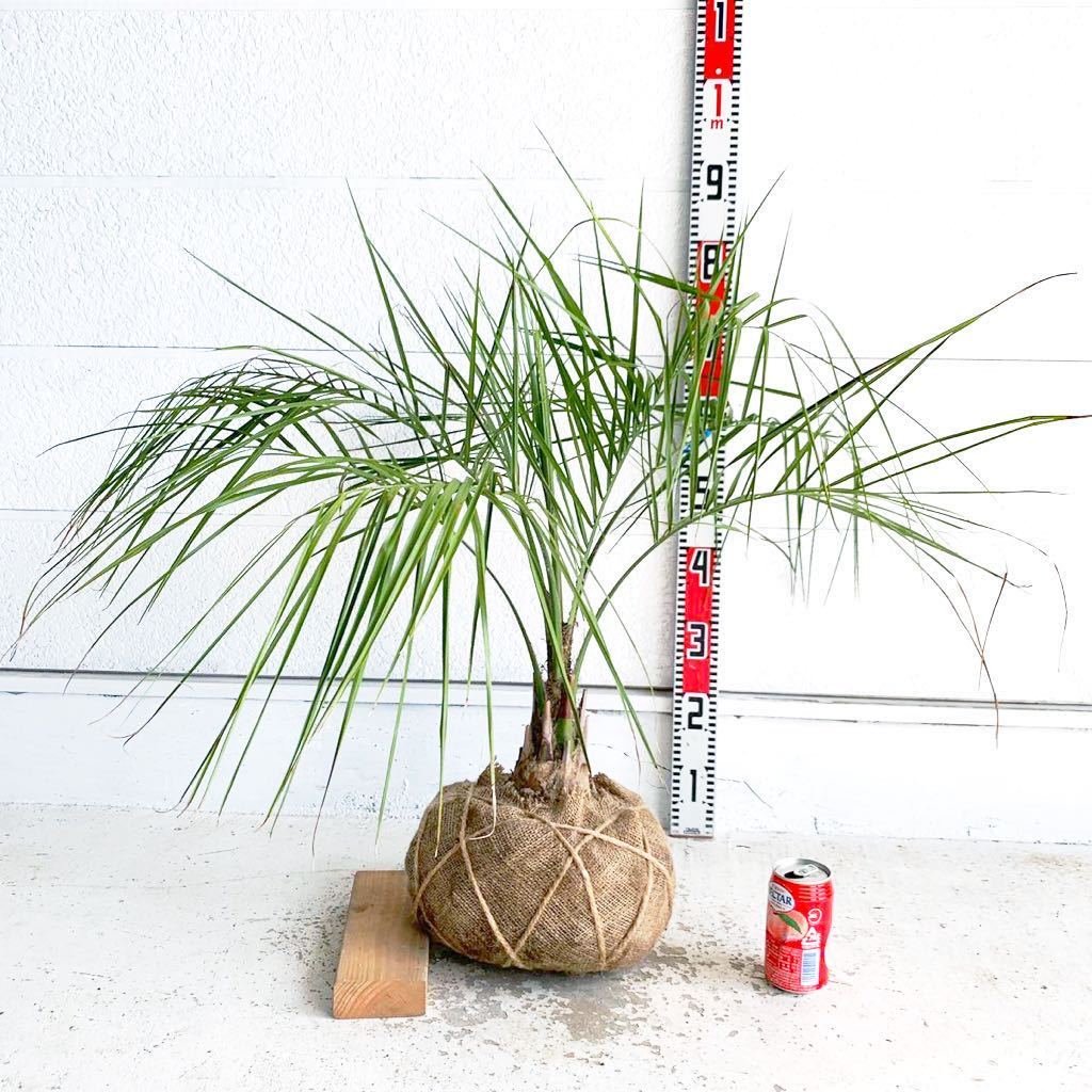 ココスヤシ 約:60cm 【Butia capitata/シルバーヤシ/シルバーリーフ/ヤシの木/庭木/シンボルツリー/ドラセナ】244308