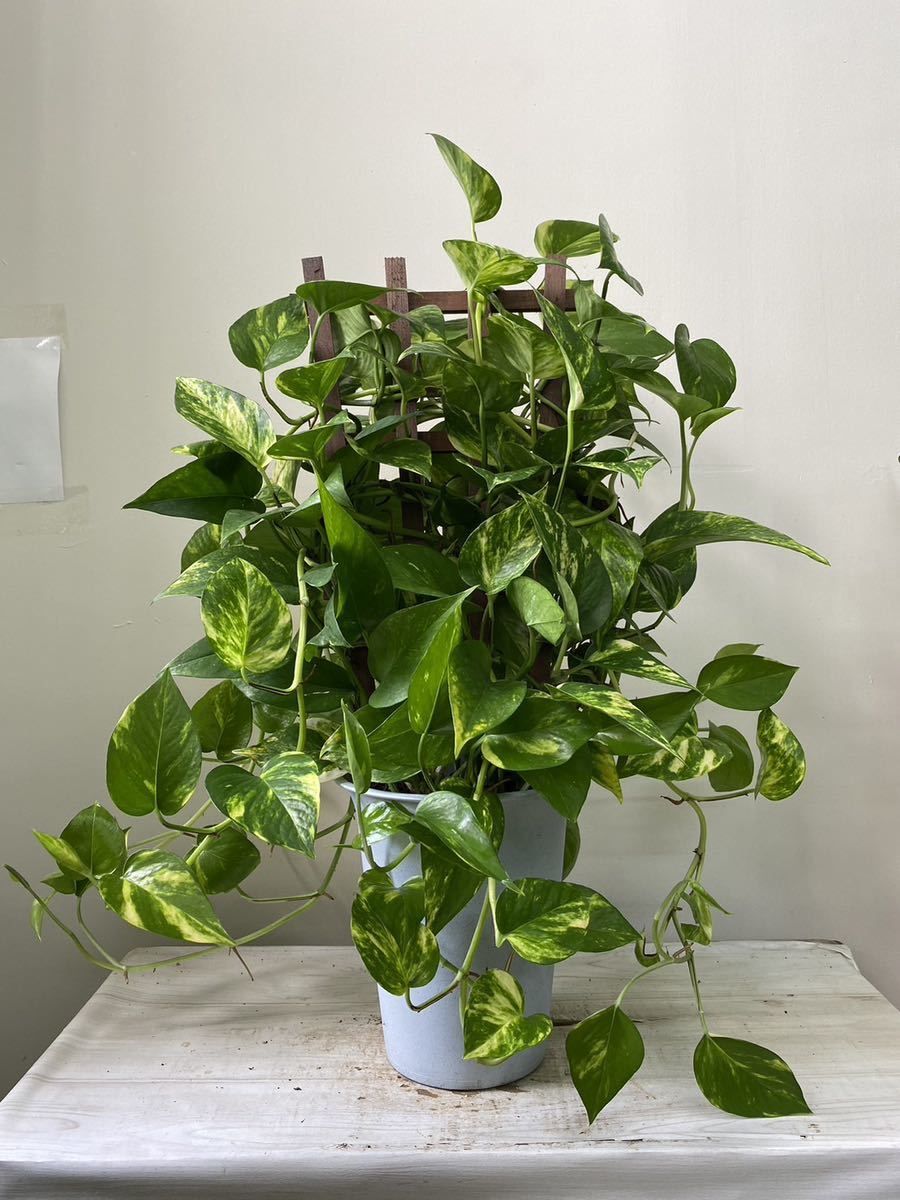 ポトス　高さ約50㎝　6寸