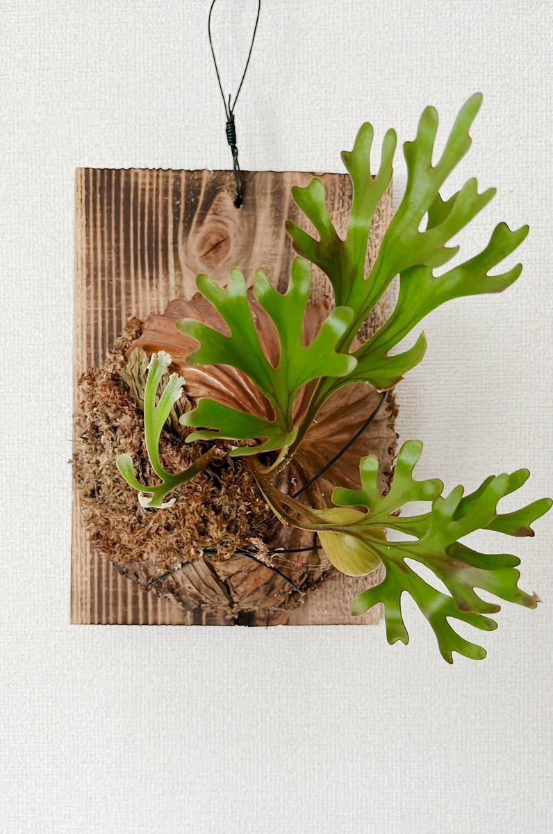 ビカクシダリドレイワイルドPlatycerium ridleyi wild ビカクシダリドレイワイルドPlatycerium ridleyi wild