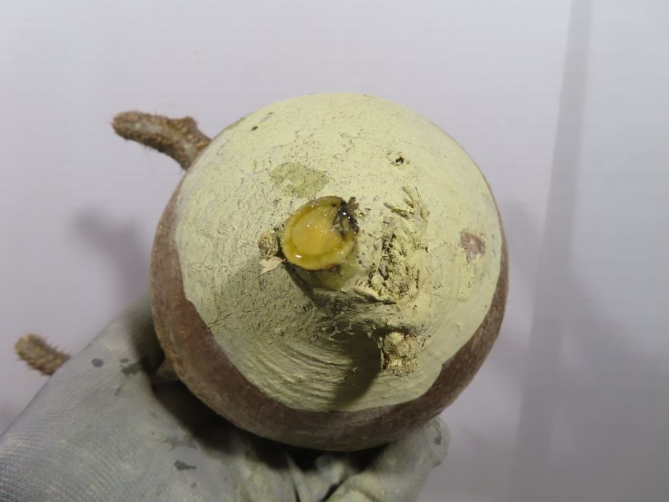 くーす最高 カワサキから、待望の250ccクラス四気筒モデル「Ninja ZX-25Rシリーズ