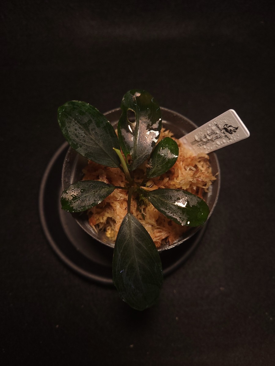 タグ付き)Bucephalandra sp.Perl gray[TB1206] ブセファランドラ(水草