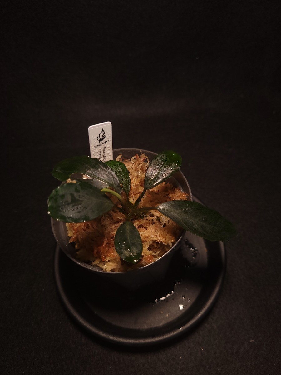 タグ付き)Bucephalandra sp.Perl gray[TB1206] ブセファランドラ(水草