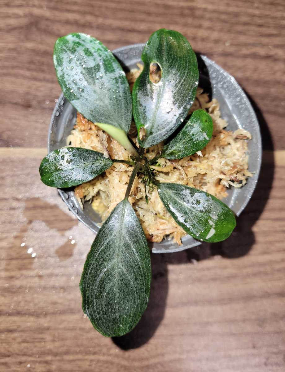 タグ付き)Bucephalandra sp.Perl gray[TB1206] ブセファランドラ(水草