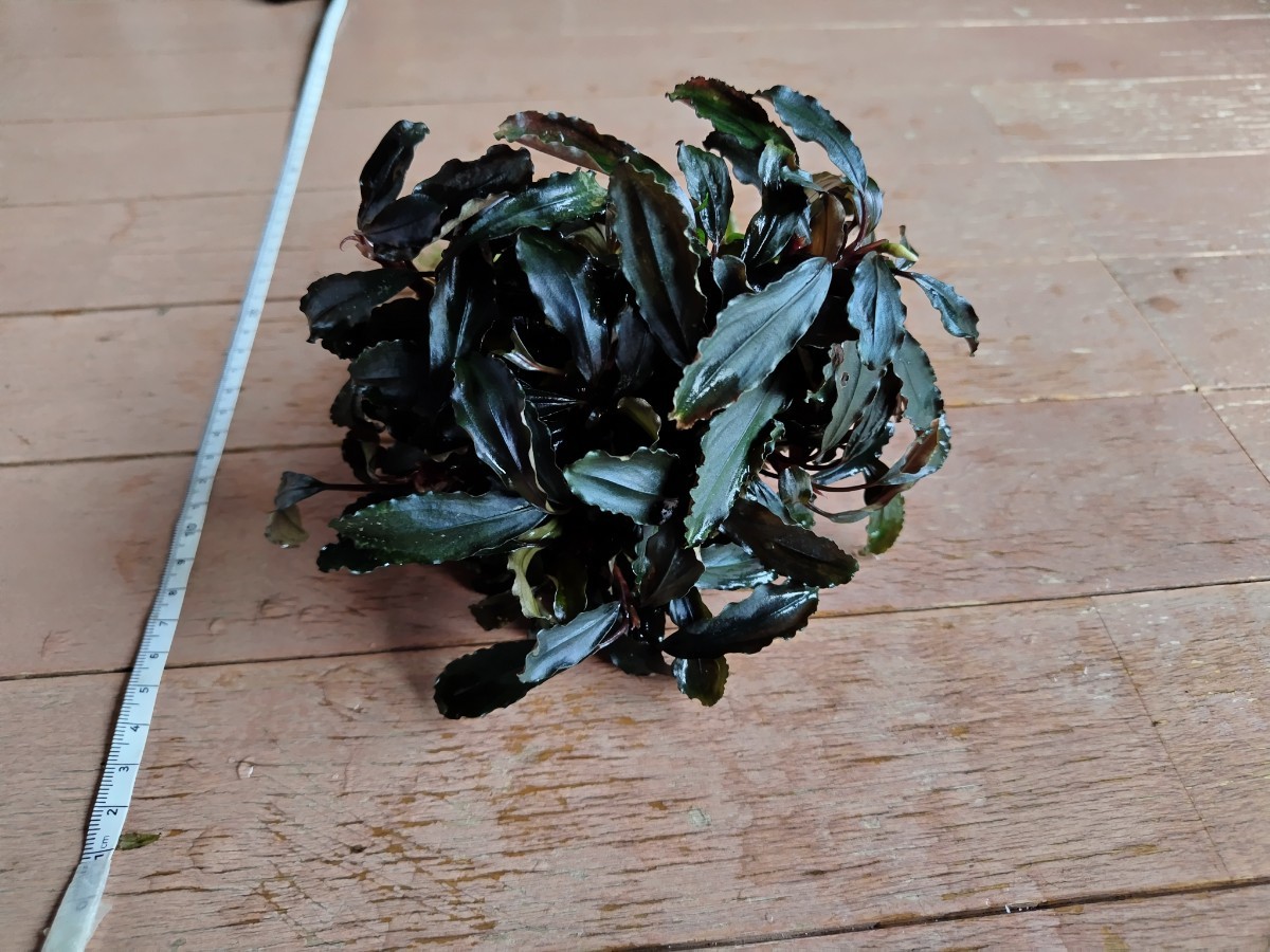 群生株 ブセファランドラ 完全水中葉 №9｜Yahoo ブセファランドラsp