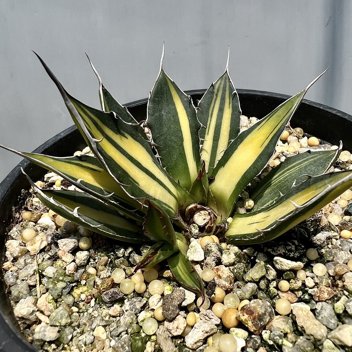 ホリダ horrida アガベ 植物⁄観葉植物 白中斑 アガベ｜Yahoo!フリマ