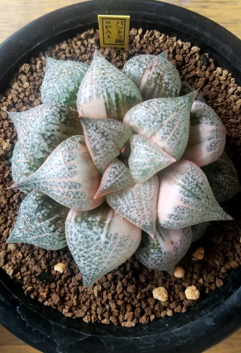 多肉植物 ハオルチア ピクタ錦 パンドラ錦×PA1 ハオルチア 多肉植物