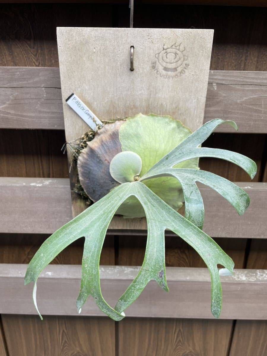wild veitchii P. (vp#17) 観葉植物 ビカクシダ ベイチーvandaka