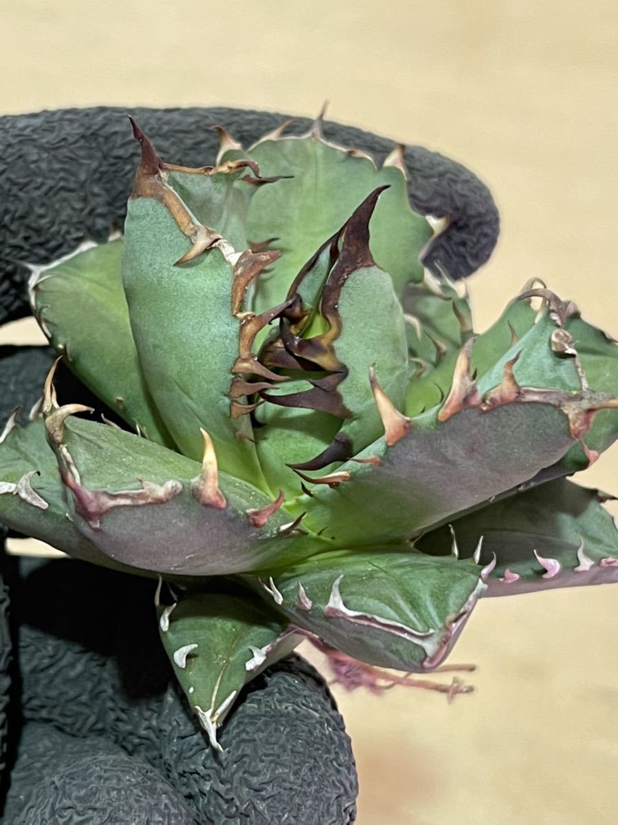 S807-5 Agave titanota Oteroi Oaxaca アガベ チタノタ オテロイ オアハカ