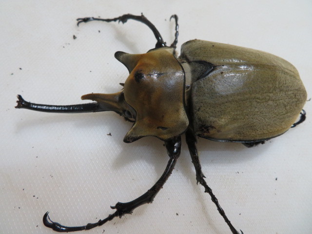 ◎　M・エレファスゾウカブト　大型血統　♂117㎜　♀75㎜　ペア　NO2