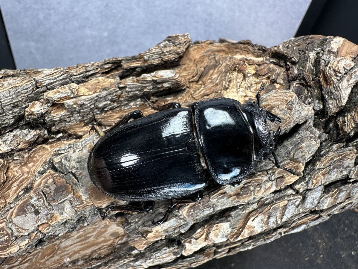 evernothing】グランディスオオクワガタ (moriyai) ♂83.6mm ♀51.4mm