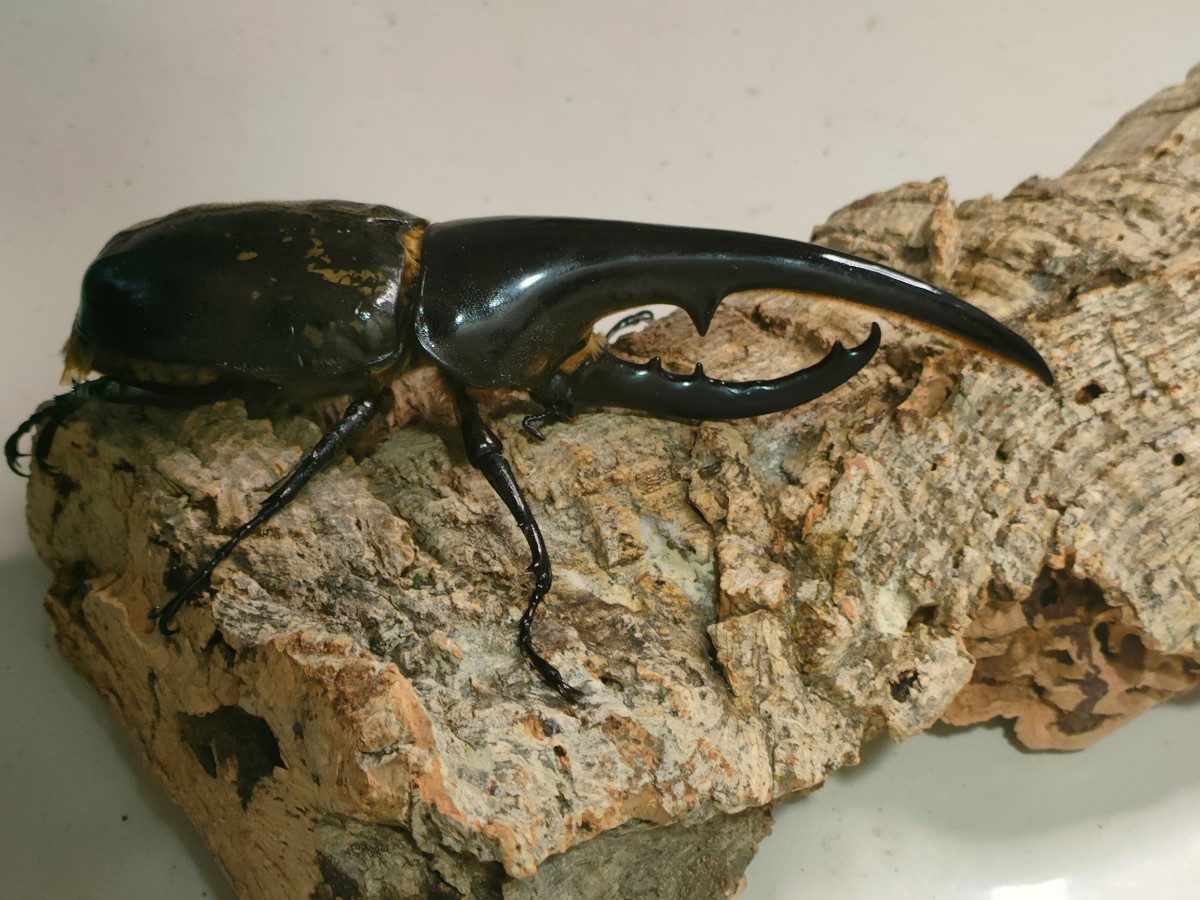 ◇IG◇太め♂♀同腹ペア(152mm) (72mm)23A 2nd血統 成虫 DHHヘラクレス  