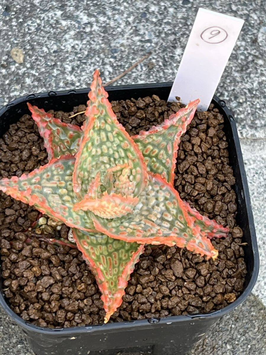 特上 アロエ ハイブリッド 子株 第四種 Aloe hybrid アロエ