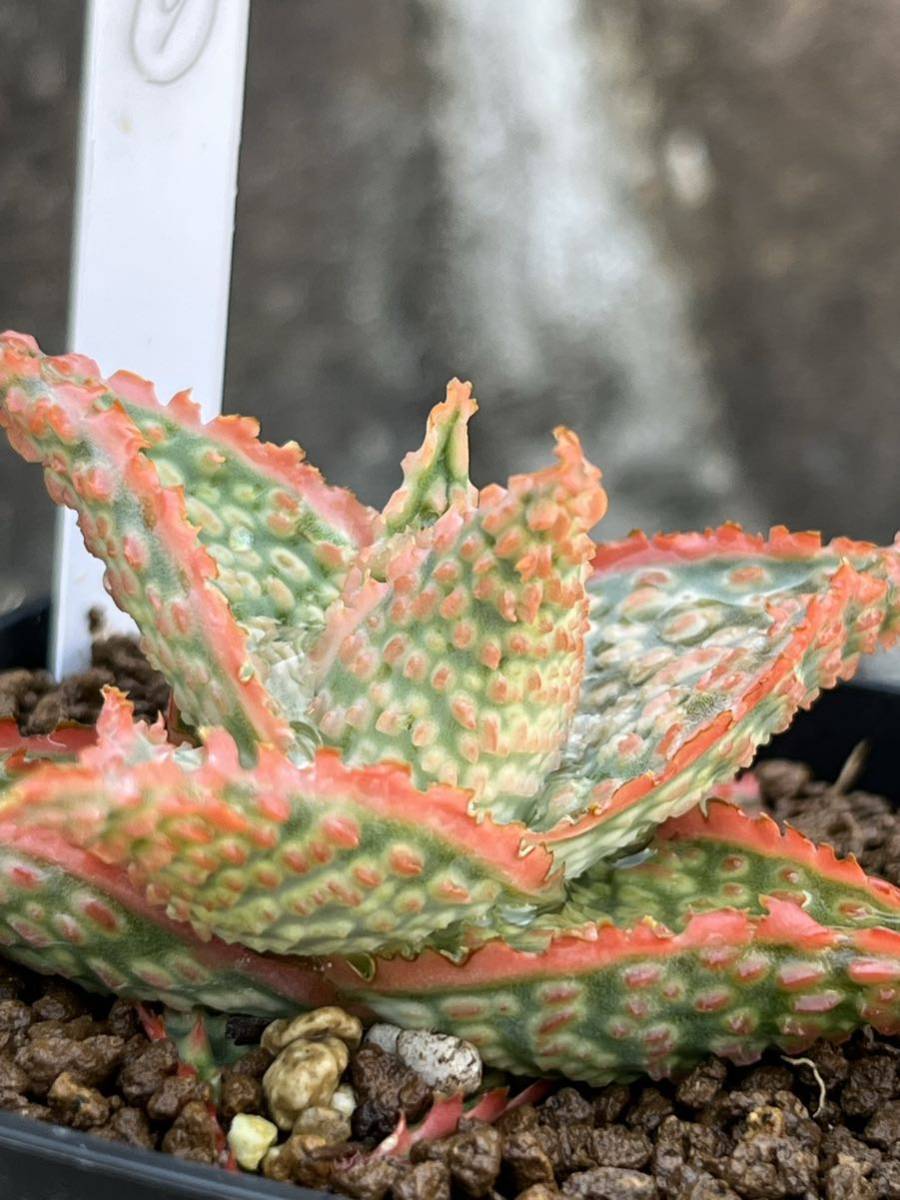 特上 アロエ ハイブリッド 子株 第四種 Aloe hybrid アロエ