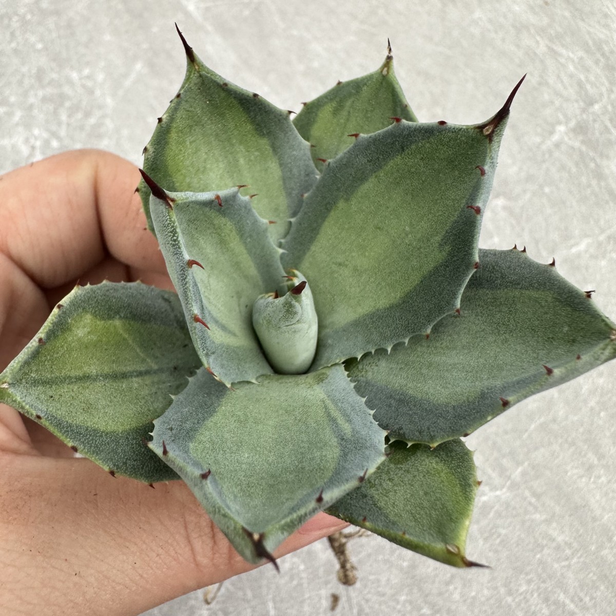 J22 多肉植物 アガベ 吉祥天錦パリー ホーチエンシス 