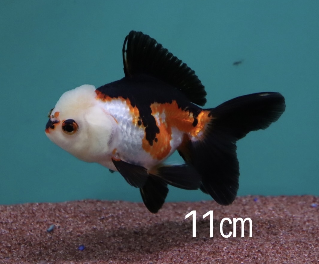 オランダ獅子頭 三色トリカラー 11㎝ 追星なし 同胞可能2〜4匹 
