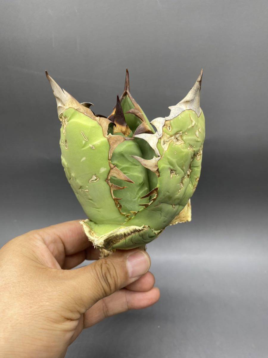 S720-42 Agave titanota Oteroi Oaxaca アガベ チタノタ オテロイ オアハカ