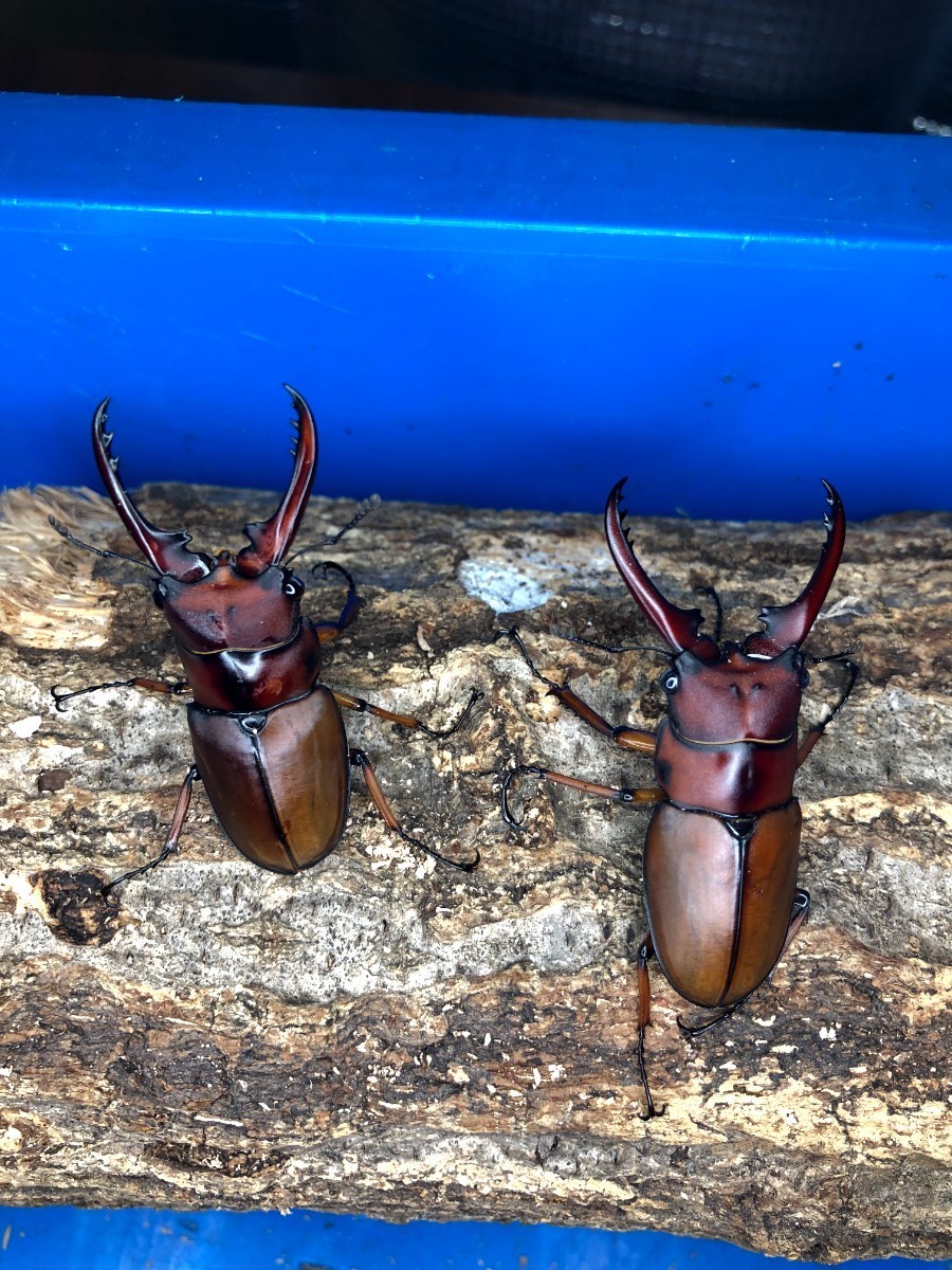 アスタコイデス　ミズヌマイ　新成虫2ペア