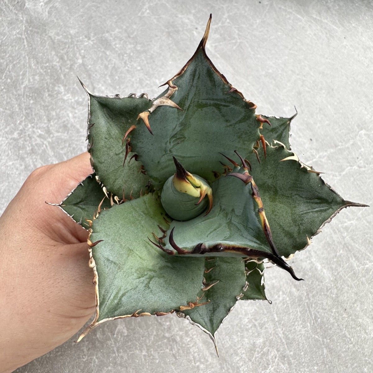 A52 多肉植物アガベ agave チタノタ 強棘霸王竜（sp新種）台湾輸入発根