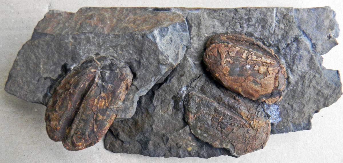 化石 ウニの一種