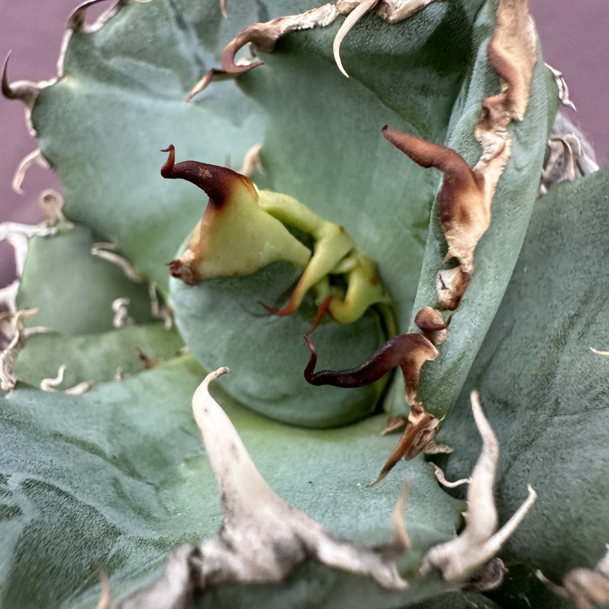チタノタ アガベ スーパーワイドリーフ agave 白鯨親株 白鯨 0 Whale