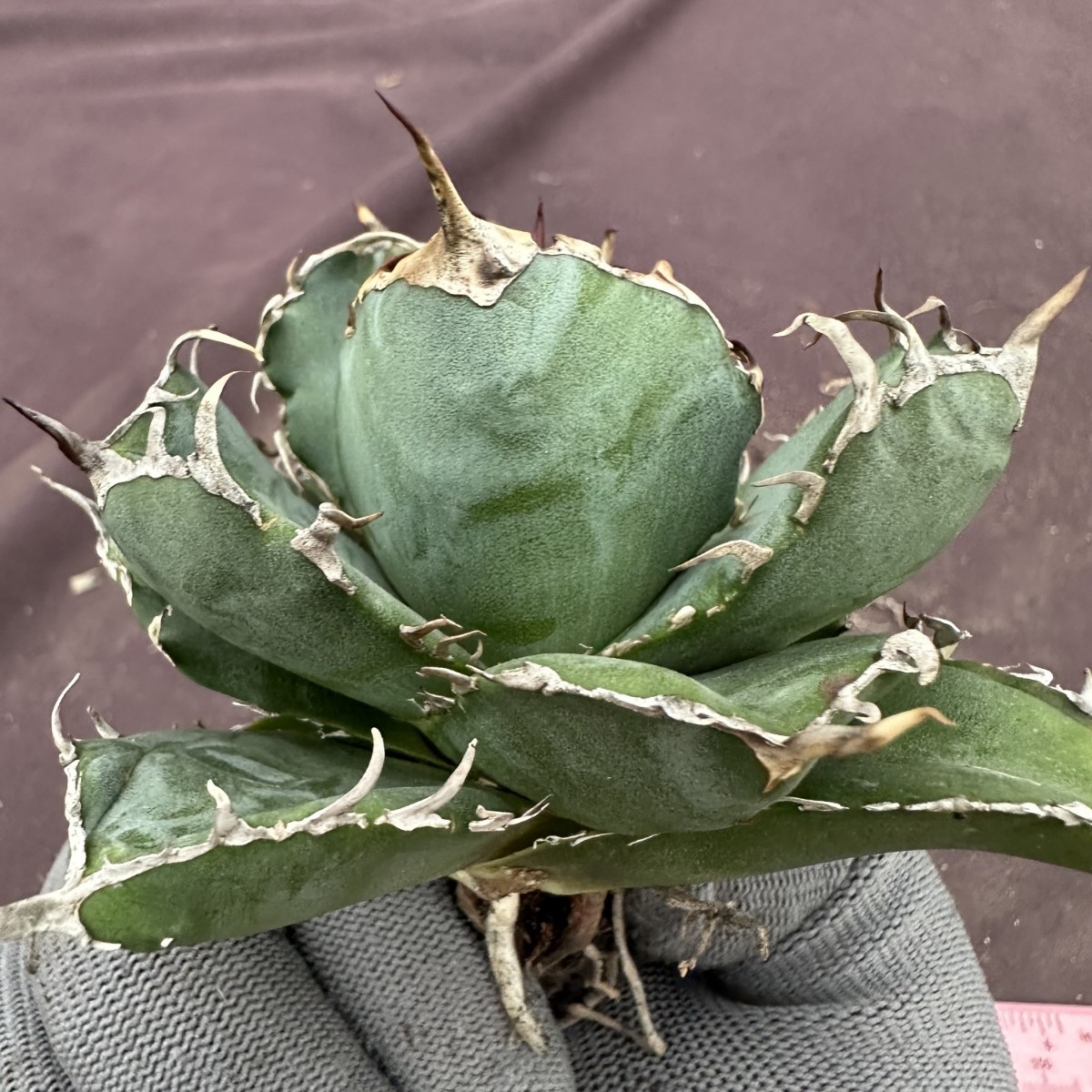 チタノタ アガベ スーパーワイドリーフ agave 白鯨親株 白鯨 0 Whale