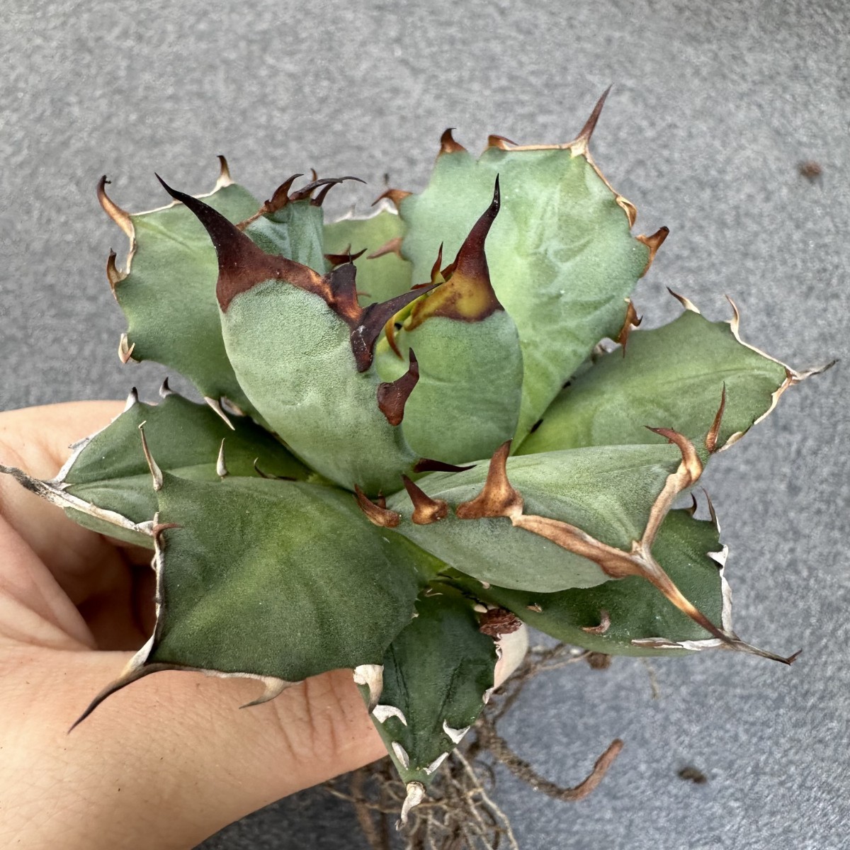 N34 特選 アガベ チタノタ 姫厳竜 短い葉 葉包矮小型 強棘 狂刺 厚葉 極上株