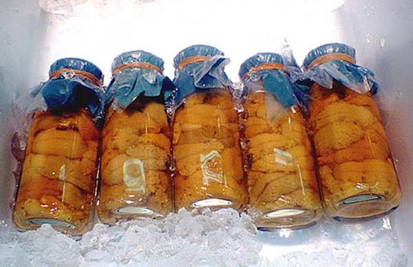 最終出品 天然物！ 三陸産「海水生ウニ」　　　