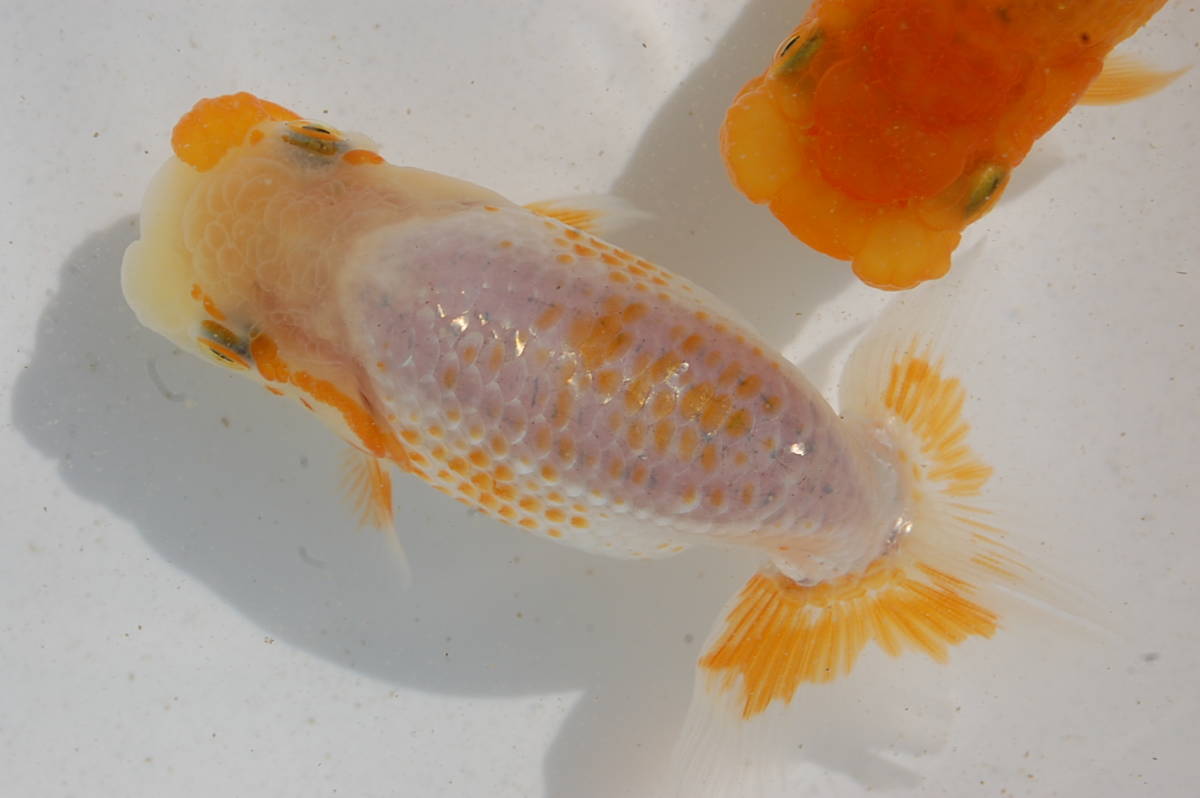 ☆らんちゅうだいく（会)当歳極太・約10㎝2匹(F)