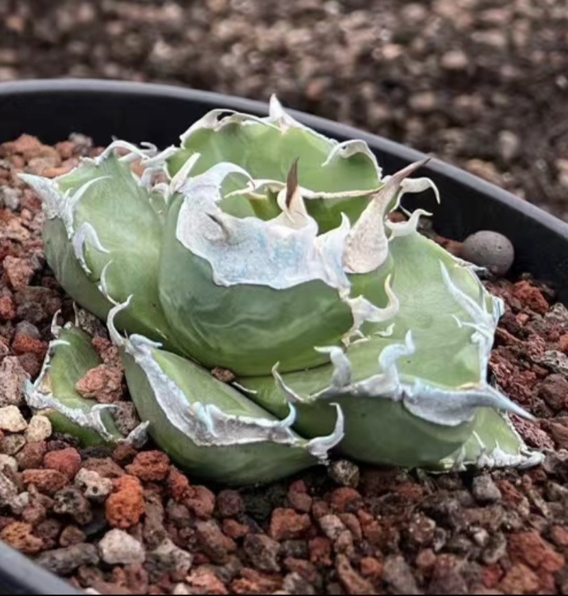 [-42] アガベ チタノタ 南アフリカダイヤモンド 極上強棘 陽炎 強白棘 極上子株2株同梱 SAD メリクロン株 優良血統