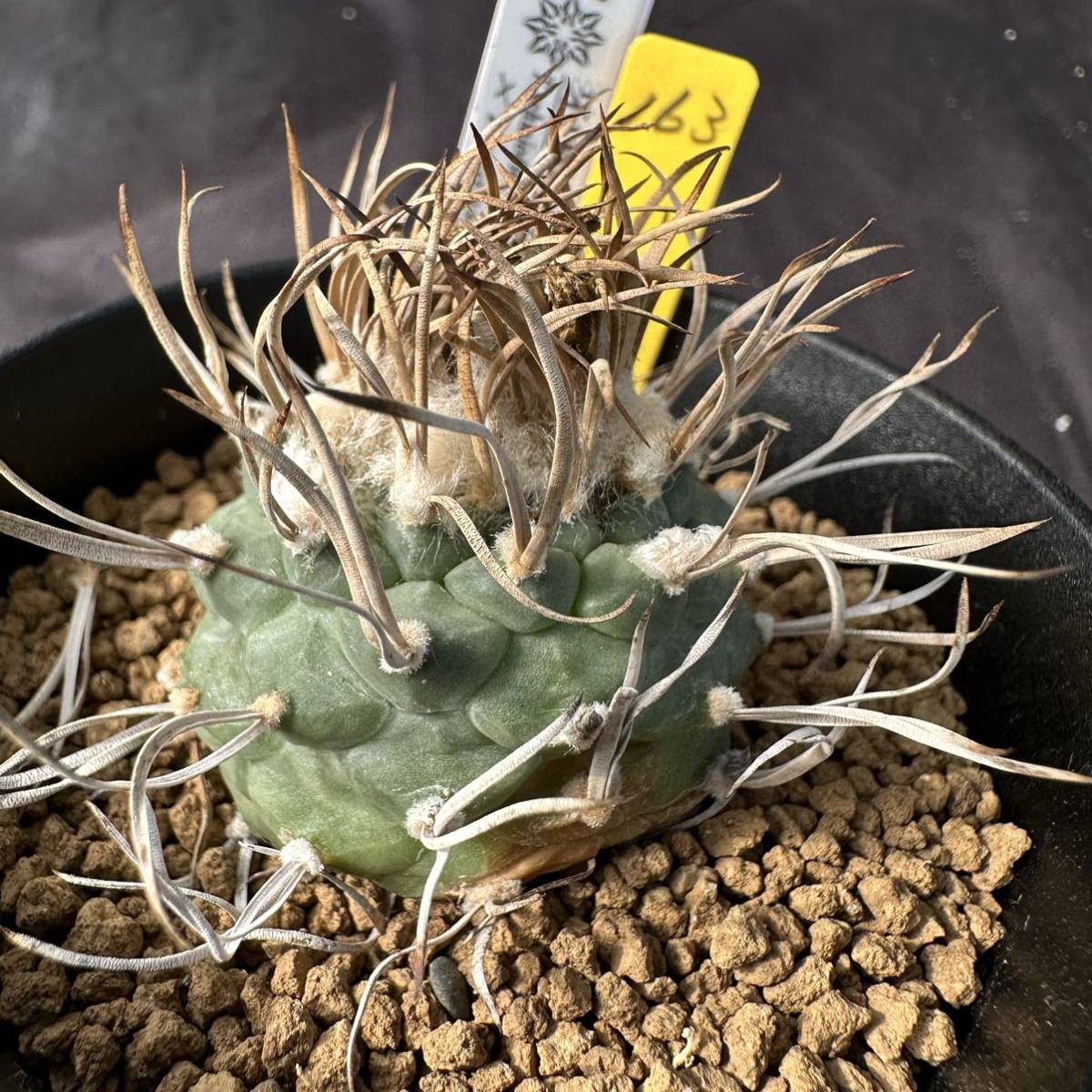 ★奈研★サボテン・多肉植物★163★ツルビニ　 牙城丸×アロンソイ　実生　T.schmiedickeanus　v.macrochele×alonsoi　実生　約総径3.9cm