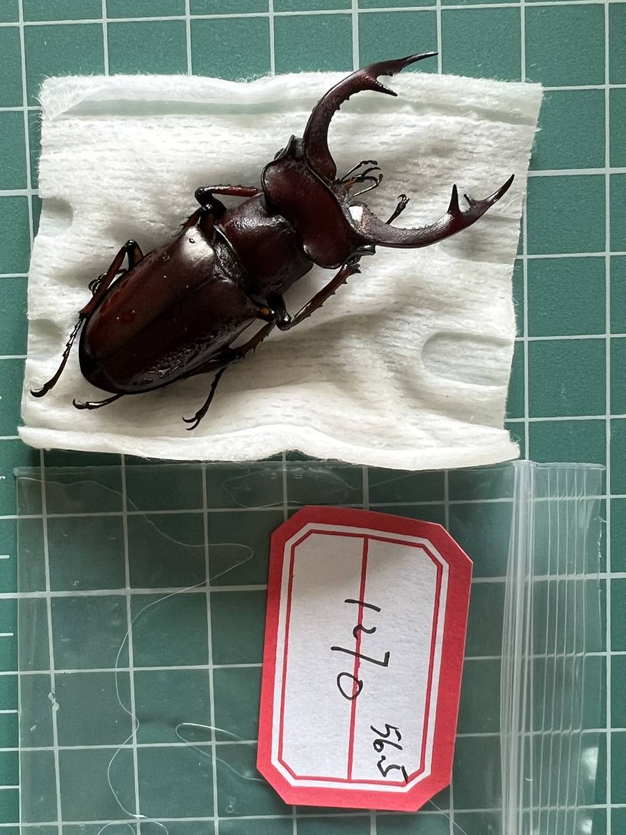 標本 ジュシャンミヤマクワガタ 中国広東産 Lucanus zhuxiangi A- 54mm