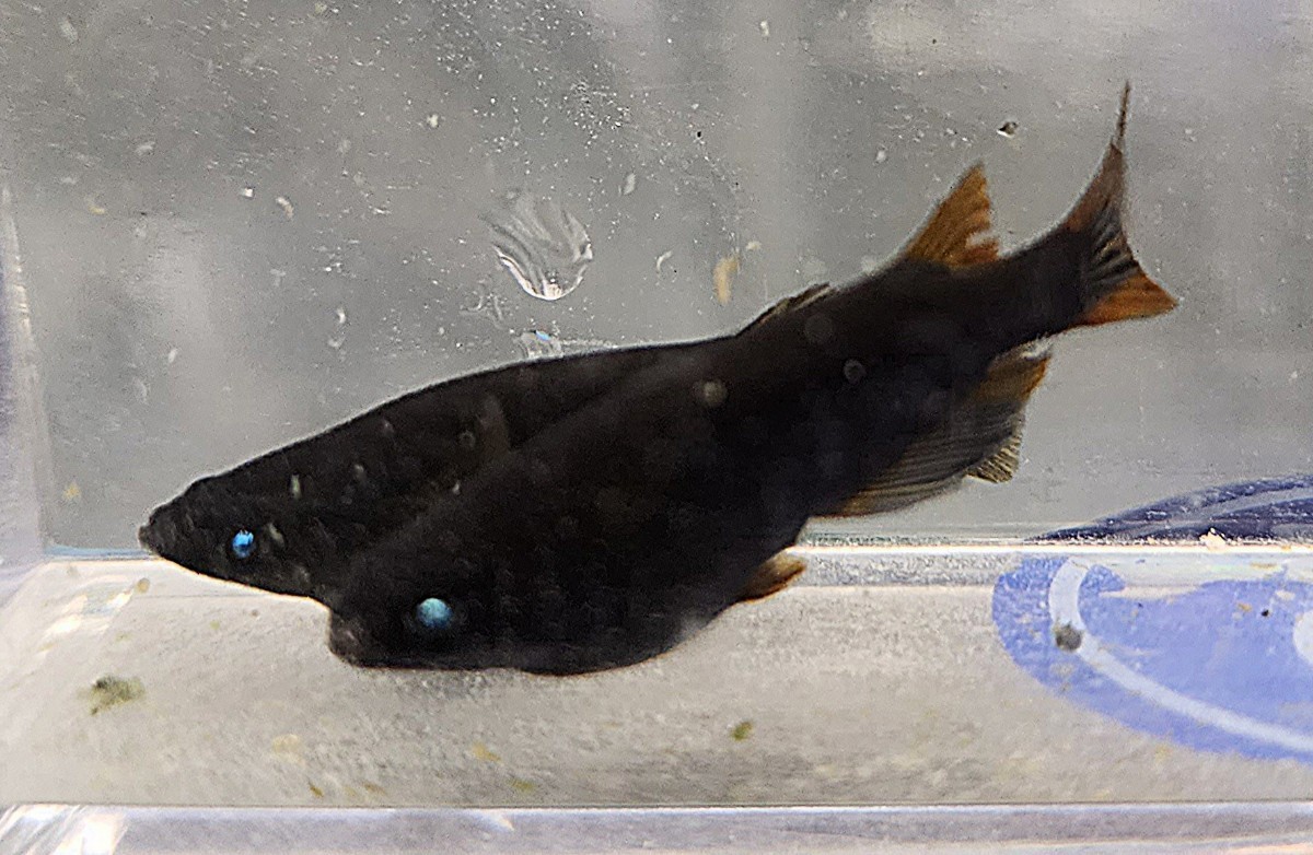 【みなとめだか】黒夢ブルー2ペア若魚（雄1雌2片目ブルー）#夜桜#楊貴妃#オロチ#サタン#阿形#サファイア#三色#紅白#幹之#黒#黒天#ゾンビ