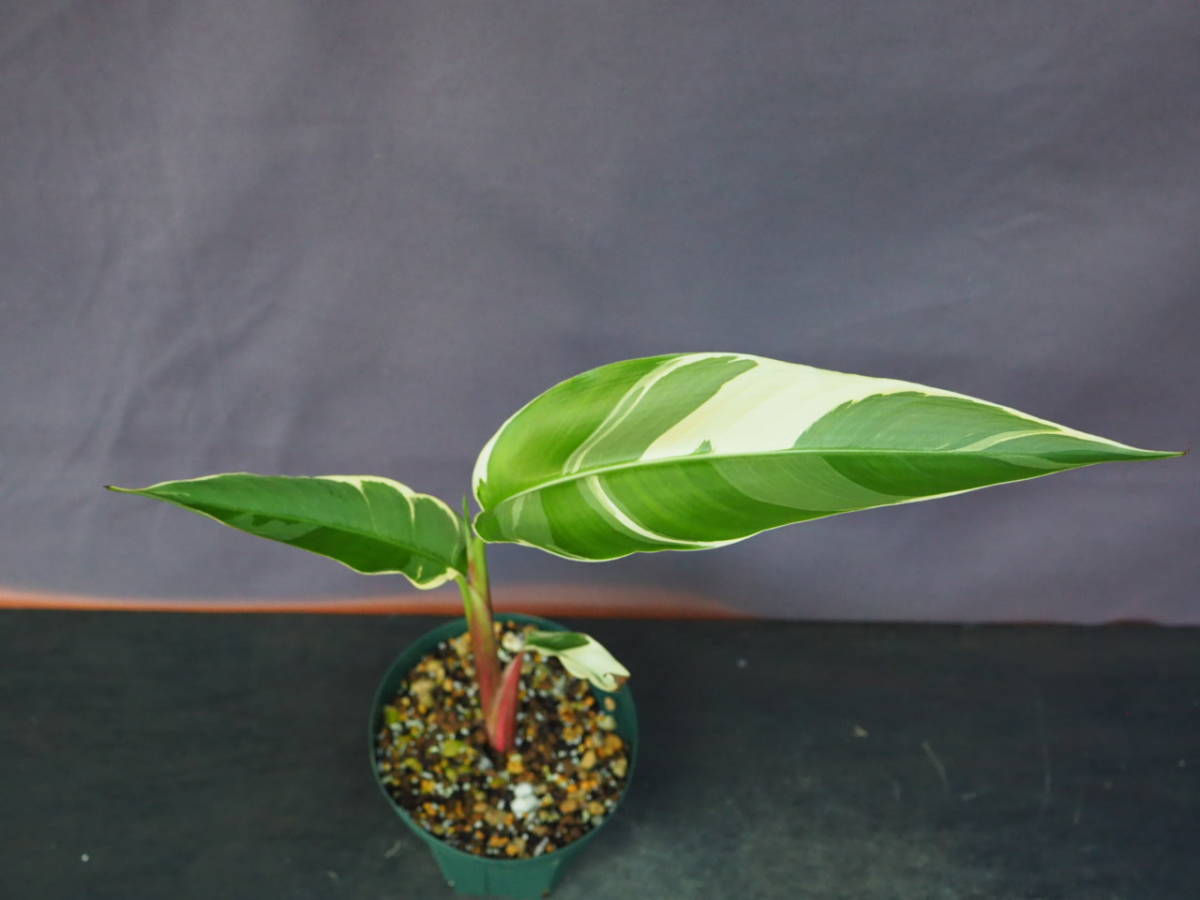 ヘリコニアsp. 'Red flower variegated' (Heliconia sp. 'Red flower variegated')