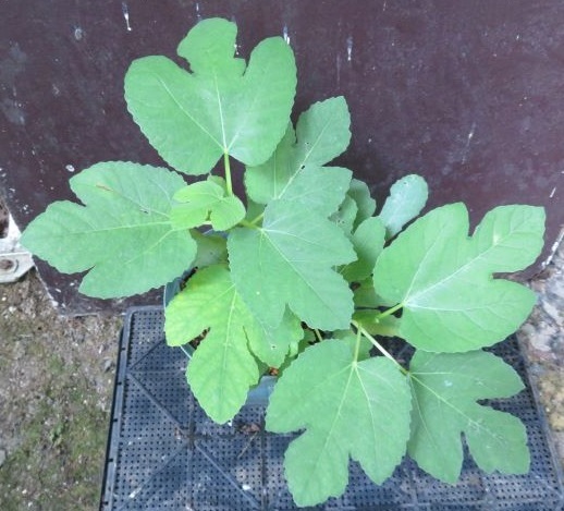 イチジク　クレマ・デ・マンゴー（Crema Di Mango）5号ロングスリット鉢活着済み