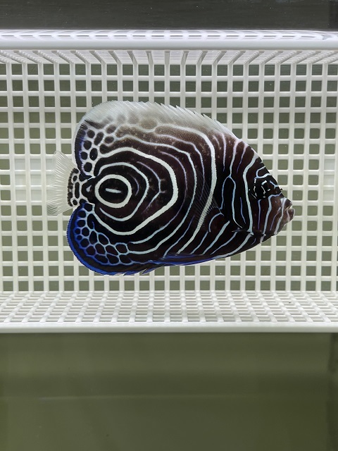 ウズマキ　8ｃｍ±（送料無料、条件付き）