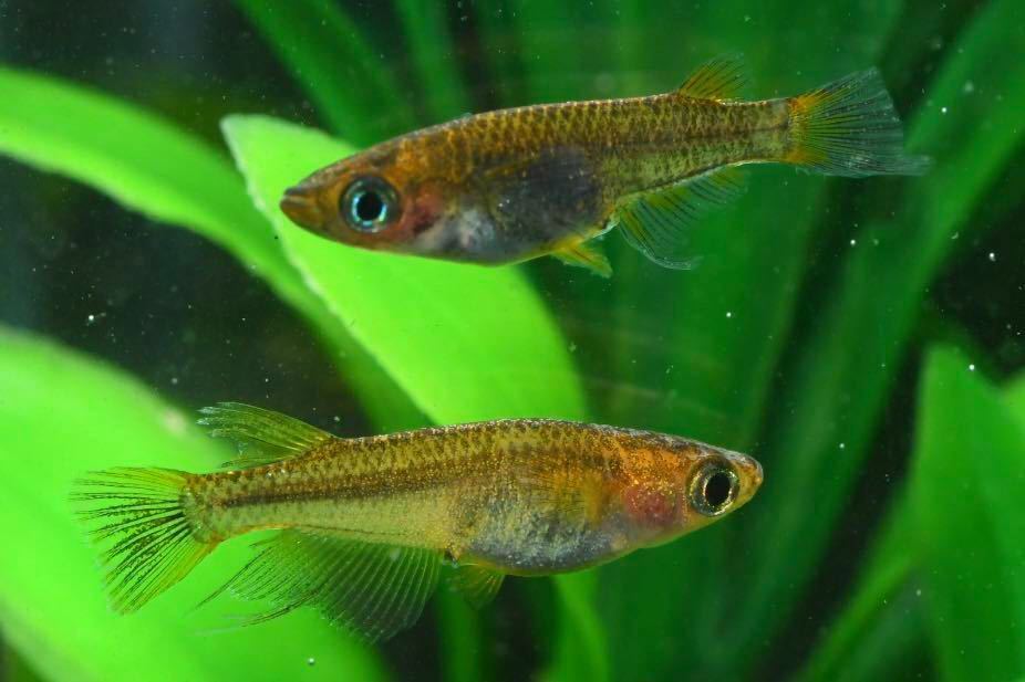  ハチマル クラミツハ乱 極上 若魚 1ペア 04-02(めだか)｜売買されたオークション情報、yahooの商品情報をアーカイブ公開 - オークファン めだか