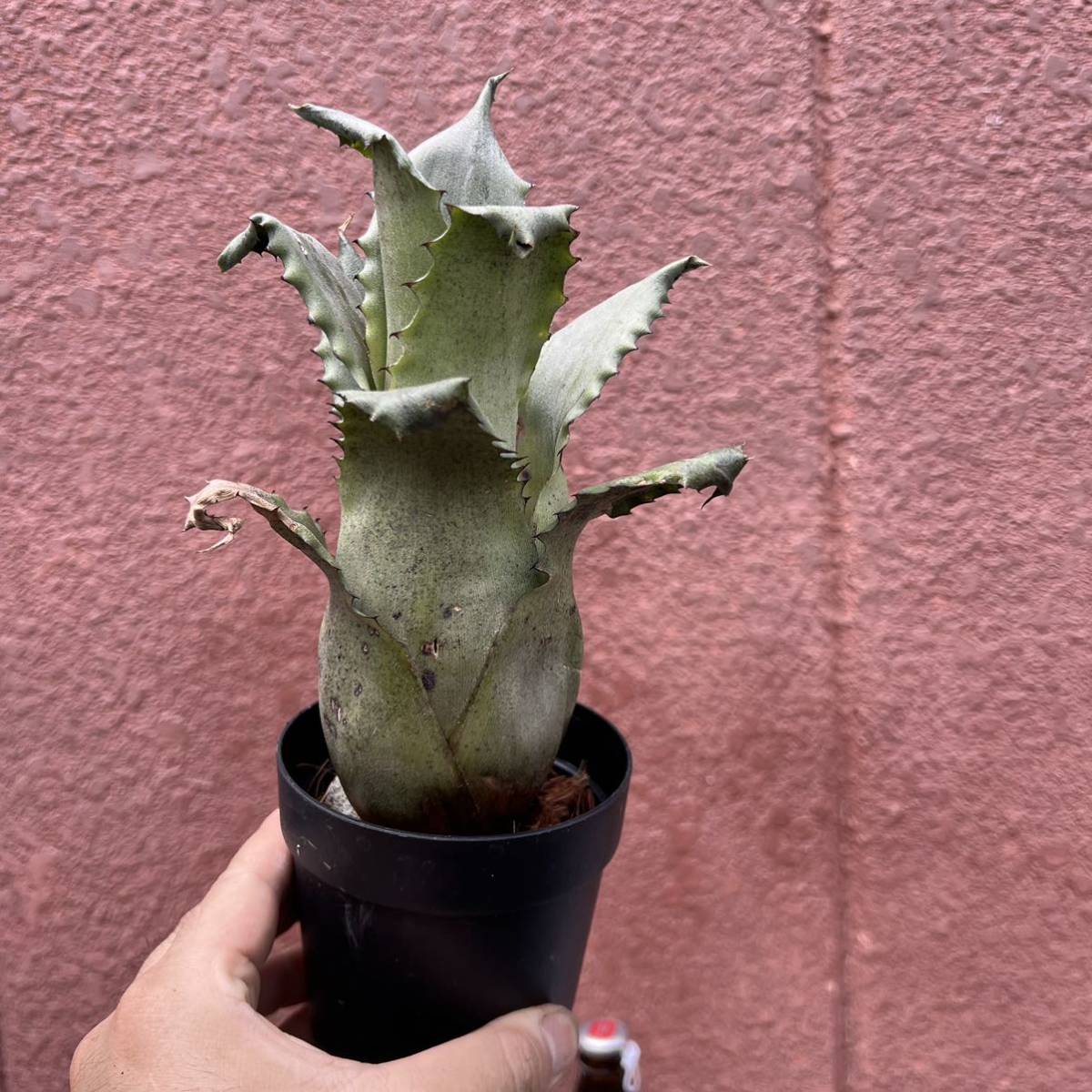 ［Pof］Hohenbergia SP.357 ホヘンベルギア