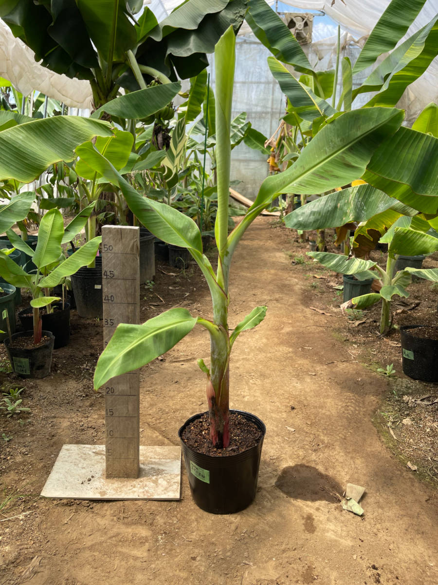 熱帯果樹　バナナ株分苗　★Musa エマニエル★ 矮性品種