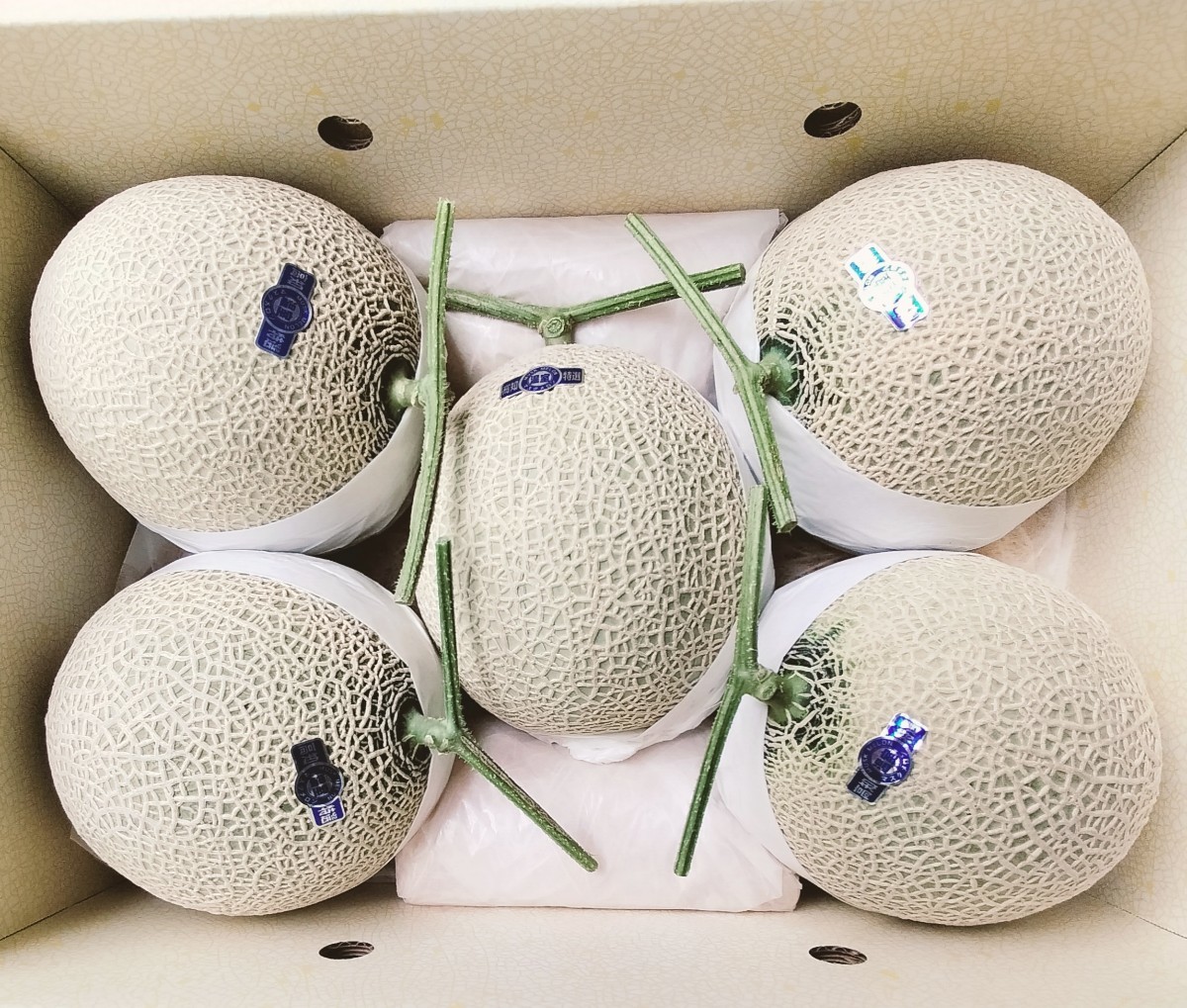 ☆ 送料無料 温室 高知産 マスクメロン 5玉入り 約10，0Kg