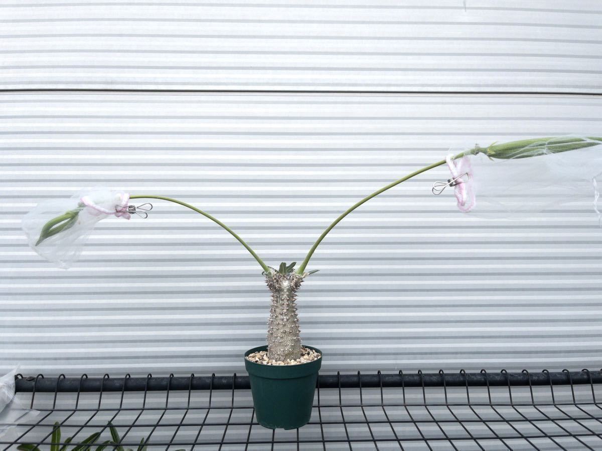 パキポディウム タッキー /Pachypodium Tackyi 種子 5粒2023年6月採取